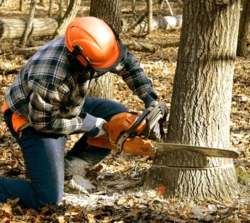 Tree Removal in New Canton, IL